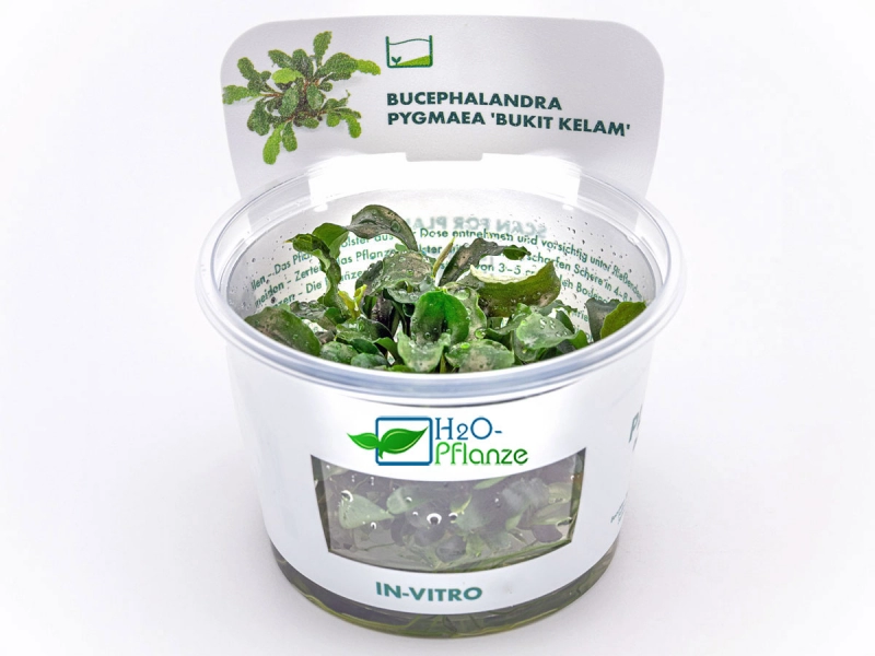 Welliges Blatt - Bucephalandra pygmaea ´Bukit Kelam´ in vitro